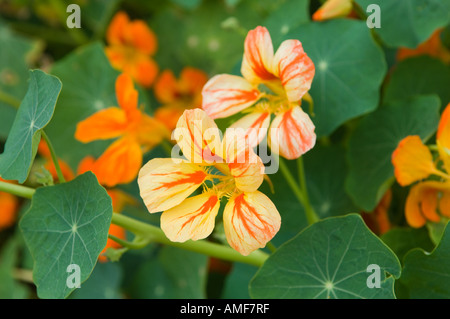 Nasturtium Tropaeolum impianto di fiori selvaggi naturalizzati sull isola di La Gomera, isole Canarie Foto Stock