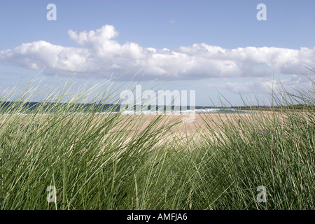 Paesaggio shot spiaggia di erba in primo piano con la spiaggia e il mare in sfondo mostrante il cielo blu con nuvole bianche Foto Stock