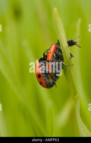 Due Lady bug coniugata Foto Stock