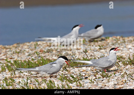 Flußseeschwalbe (Sterna hirundo) Foto Stock