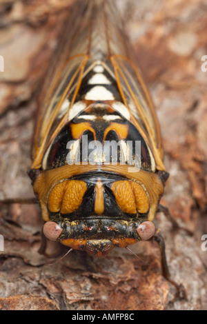 North American Cicala Foto Stock