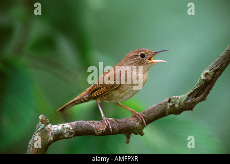 Casa di canto Wren Foto Stock