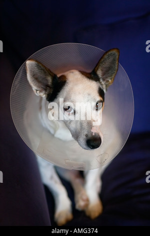 Triste jack russell cane con cono sulla testa per arrestarlo leccare avvolto dopo il funzionamento Foto Stock