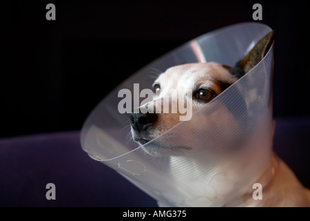 Triste jack russell cane con cono sulla testa per arrestarlo leccare avvolto dopo il funzionamento Foto Stock