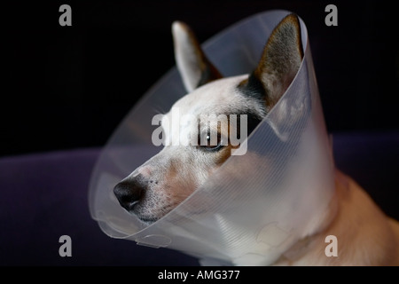 Triste jack russell cane con cono sulla testa per arrestarlo leccare avvolto dopo il funzionamento Foto Stock