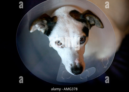 Triste jack russell cane con cono sulla testa per arrestarlo leccare avvolto dopo il funzionamento Foto Stock