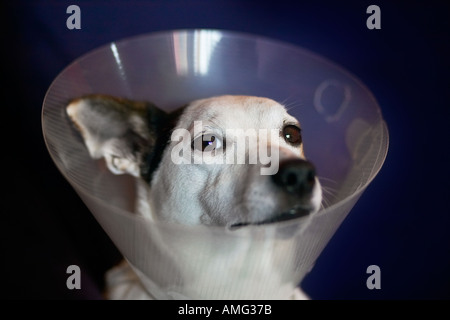 Triste jack russell cane con cono sulla testa per arrestarlo leccare avvolto dopo il funzionamento Foto Stock