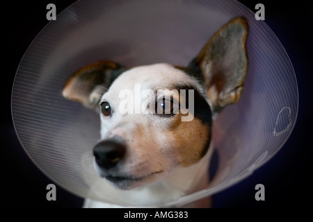 Triste jack russell cane con cono sulla testa per arrestarlo leccare avvolto dopo il funzionamento Foto Stock