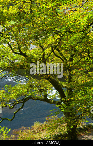 Faggi in autunno colori sulle rive di Grasmere a stramazzo uscire del Fiume Rothay Lake District Foto Stock