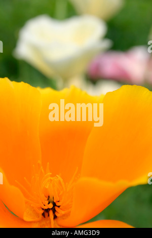 Fiori di arancio Papavero californiano o missione Eschscholzia campane annuale di pianta di giardino closeup Foto Stock