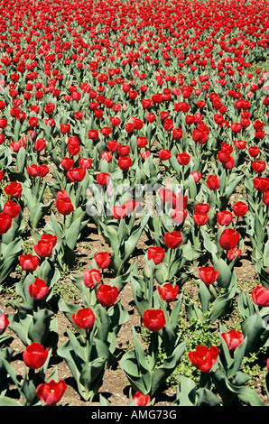 Tulipani Rossi in grande aiuola. Foto Stock