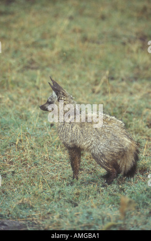 Bat eared Fox Otocyon megalotis Foto Stock