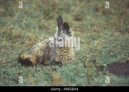 Bat eared Fox Otocyon megalotis Foto Stock