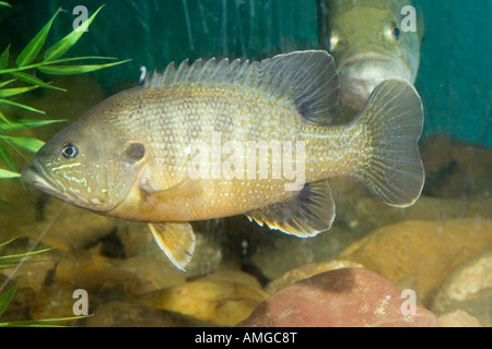 Bluegill Lepomis macrochirus Lake Meredith Aquatic Wildlife Museum Fritch Texas United States Foto Stock