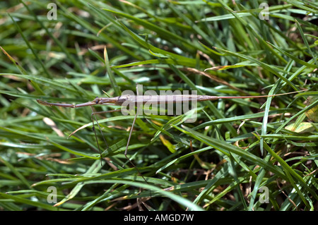 Acqua stick insetto insolitamente trovato sulla terra asciutta probabilmente la migrazione a un nuovo corpo di acqua Foto Stock