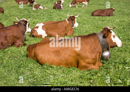 Abondance bovini nella bassa pascoli nelle Alpi francesi Foto Stock