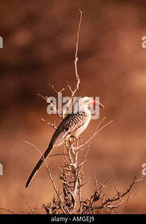 Red fatturati Hornbill sul ramo, Amboseli National Park, Kenya, Africa Foto Stock