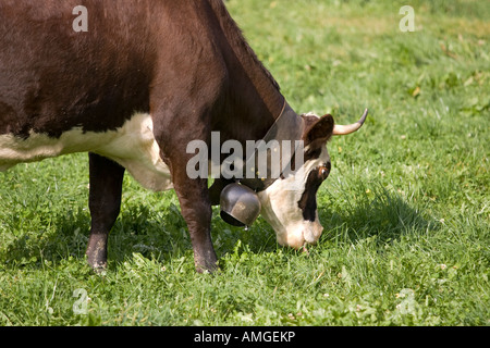 Abondance bovini nella bassa pascoli nelle Alpi francesi Foto Stock