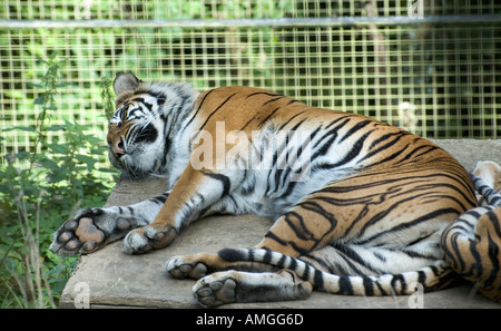 Tigre di Sumatra Foto Stock