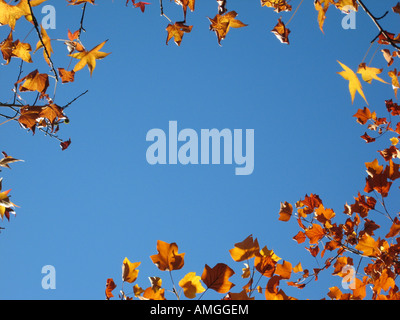 Dettaglio Struttura con colorati golden brown le foglie in autunno sotto i cieli blu Foto Stock