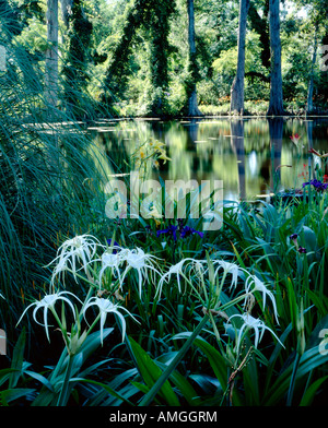 Spider Lilly fiori L Hymenocallis caroliniana Magnolia Plantation Gardens, Charleston, Carolina del Sud, STATI UNITI D'AMERICA Foto Stock