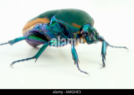 Verde metallizzato fig beetle Cotinus texana Foto Stock