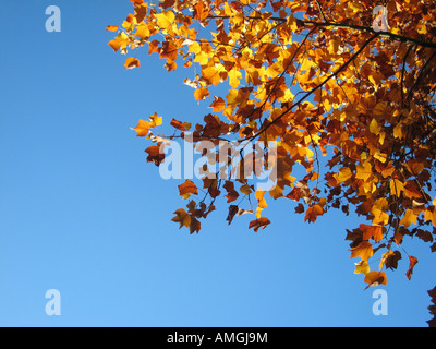 Dettaglio Struttura con colorati golden brown le foglie in autunno sotto i cieli blu Foto Stock