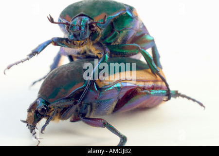 Due verde metallizzato fig beetle Cotinus texana Foto Stock