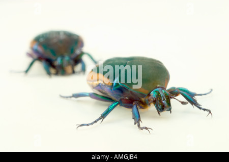 Due verde metallizzato fig beetle Cotinus texana Foto Stock