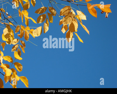 Dettaglio Struttura con colorati golden brown le foglie in autunno sotto i cieli blu Foto Stock