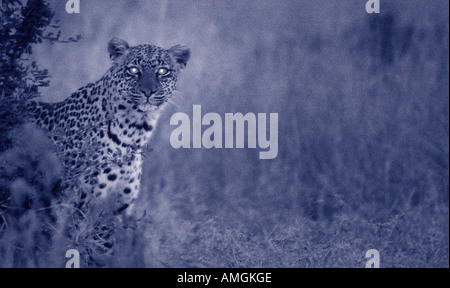 Ritratto di Leopard di notte, il Masai Mara Game Reserve, Kenya, Africa Foto Stock