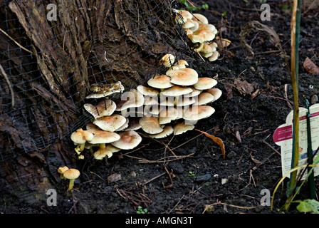 Funghi che crescono su un albero Foto Stock