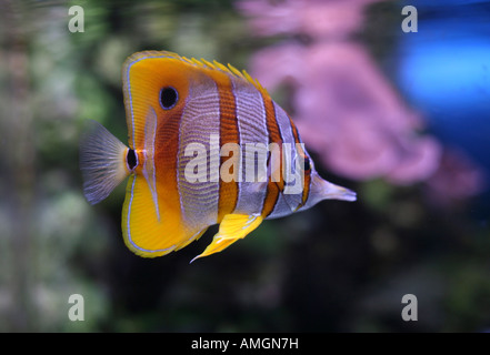 Copperband butterflyfish (Chelmon rostratus) Foto Stock