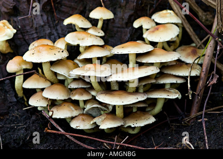 Funghi che crescono su un albero Foto Stock