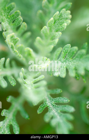 Artemisia afra wild African assenzio Foto Stock