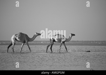 Arabian cammelli Umm Al Quwain Emirati Arabi Uniti, Emirati Arabi Uniti Foto Stock