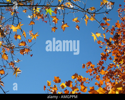 Dettaglio Struttura con colorati golden brown le foglie in autunno sotto i cieli blu Foto Stock