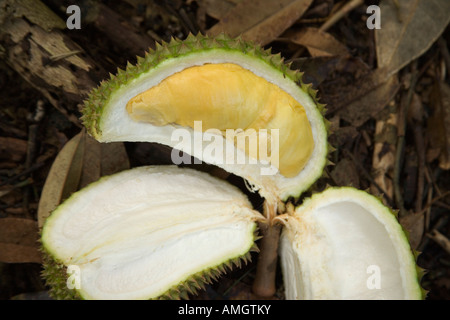 Dissezionato maturo frutta Durian. Foto Stock