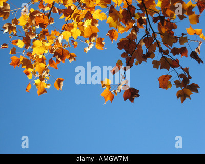 Dettaglio Struttura con colorati golden brown le foglie in autunno sotto i cieli blu Foto Stock