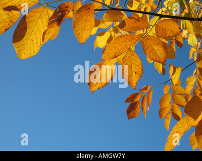 Dettaglio Struttura con colorati golden brown le foglie in autunno sotto i cieli blu Foto Stock