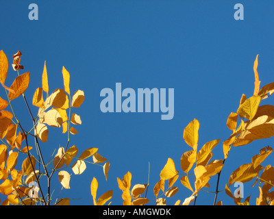 Dettaglio Struttura con colorati golden brown le foglie in autunno sotto i cieli blu Foto Stock