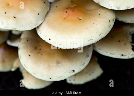 Funghi che crescono su un albero Foto Stock