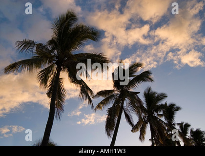 Palme soffiare il vento al tramonto, Nadi Fiji Foto Stock