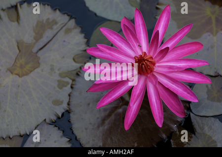 Acqua - Lillies Nymphaeaceae - in uno stagno, Yangshuo, Guangxi, Cina. Foto Stock