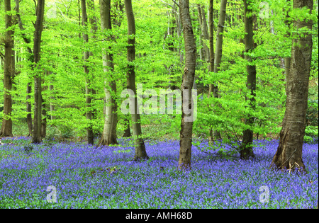 Bluebells nel bosco di faggio Foto Stock