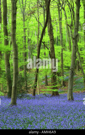 Bluebells nel bosco di faggio Foto Stock