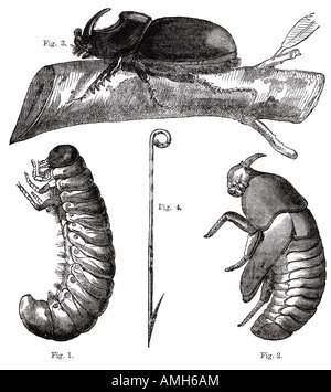 Scarabeo rinoceronte oryctes gru gru commestibili tucuma Foto Stock