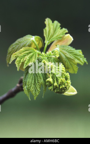 Sycamore leaf bud opened with leaves unfurling Growth Sequence No 4 Foto Stock