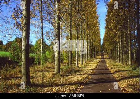 Viale di pioppi Populus trichocarpa Foto Stock