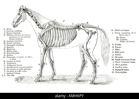 Lo scheletro di cavallo di scheletro di sezione trasversale osso grafico veterinario veterinario vet anatomia anatomica per insegnare a imparare il tutor aiuto schema le Foto Stock